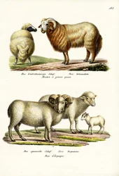 Fat-Tailed Sheep, 1824